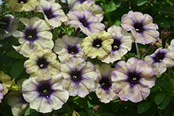 Crazytunia Twilight Blue Petunia (Petunia 'Crazytunia Twilight Blue') at Lakeshore Garden Centres