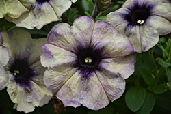 Crazytunia Twilight Blue Petunia (Petunia 'Crazytunia Twilight Blue') at Lakeshore Garden Centres