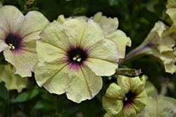 Crazytunia Twilight Lime Petunia (Petunia 'Wespecratwili') at Lakeshore Garden Centres