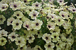 Crazytunia Twilight Lime Petunia (Petunia 'Wespecratwili') at Lakeshore Garden Centres