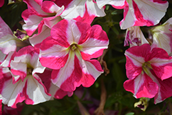 Perfectunia Kiss and Tell Petunia (Petunia 'Wespebikite') at Lakeshore Garden Centres
