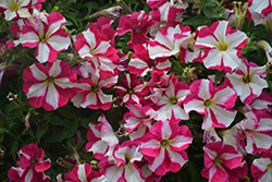 Perfectunia Kiss and Tell Petunia (Petunia 'Wespebikite') at Lakeshore Garden Centres