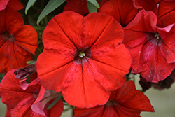 Perfectunia Magma Red Petunia (Petunia 'Wespebimare') at Lakeshore Garden Centres