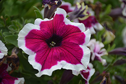 Perfectunia Purple Picotee Petunia (Petunia 'Wespebipupi') at Lakeshore Garden Centres