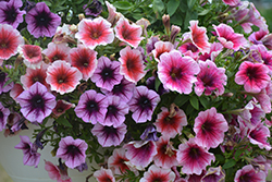 Perfectunia Sugar Rush Mix Petunia (Petunia 'Perfectunia Sugar Rush Mix') at Lakeshore Garden Centres