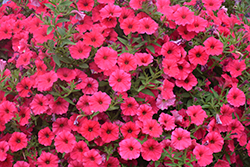 Supertunia Vista Paradise Petunia (Petunia 'BBTUN98901') at Lakeshore Garden Centres
