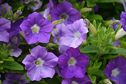 Supertunia Morning Glory Charm Petunia (Petunia 'Supertunia Morning Glory Charm') at Lakeshore Garden Centres