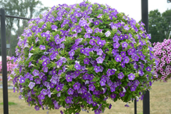Supertunia Morning Glory Charm Petunia (Petunia 'Supertunia Morning Glory Charm') at Lakeshore Garden Centres