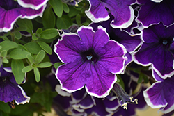 Veranda Blue Picotee Petunia (Petunia 'Veranda Blue Picotee') at Lakeshore Garden Centres