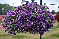 Veranda Blue Picotee Petunia (Petunia 'Veranda Blue Picotee') at Lakeshore Garden Centres