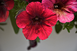 Sweetunia Velveteen Petunia (Petunia 'Sweetunia Velveteen') at Lakeshore Garden Centres