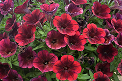 Sweetunia Velveteen Petunia (Petunia 'Sweetunia Velveteen') at Lakeshore Garden Centres