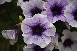 Sweetunia Purple Spotlight Petunia (Petunia 'Sweetunia Purple Spotlight') at Lakeshore Garden Centres