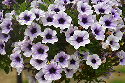 Sweetunia Purple Spotlight Petunia (Petunia 'Sweetunia Purple Spotlight') at Lakeshore Garden Centres