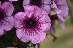 Sweetunia Grape Ice Petunia (Petunia 'Sweetunia Grape Ice') at Lakeshore Garden Centres