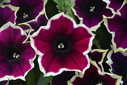 Cascadias Rim Magenta Petunia (Petunia 'Cascadias Rim Magenta') at Lakeshore Garden Centres