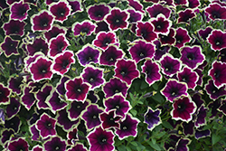 Cascadias Rim Magenta Petunia (Petunia 'Cascadias Rim Magenta') at Lakeshore Garden Centres
