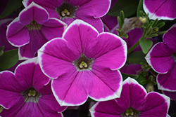 Cascadias Rim Fantasy Petunia (Petunia 'Cascadias Rim Fantasy') at Lakeshore Garden Centres