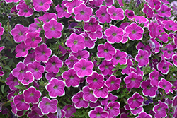 Cascadias Rim Fantasy Petunia (Petunia 'Cascadias Rim Fantasy') at Lakeshore Garden Centres
