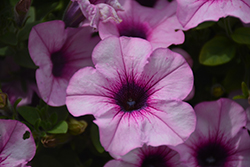Capella Pink Lace Petunia (Petunia 'Capella Pink Lace') at Lakeshore Garden Centres
