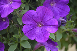 Capella Indigo Petunia (Petunia 'Capella Indigo') at Lakeshore Garden Centres