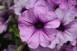 Tea Purple Vein Petunia (Petunia 'Tea Purple Vein') at Lakeshore Garden Centres