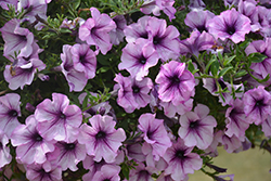 Tea Purple Vein Petunia (Petunia 'Tea Purple Vein') at Lakeshore Garden Centres