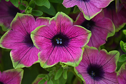 Tea Purple Green Edge Petunia (Petunia 'Tea Purple Green Edge') at Lakeshore Garden Centres