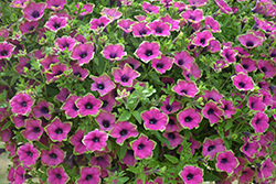 Tea Purple Green Edge Petunia (Petunia 'Tea Purple Green Edge') at Lakeshore Garden Centres