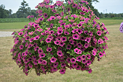 Tea Purple Green Edge Petunia (Petunia 'Tea Purple Green Edge') at Lakeshore Garden Centres
