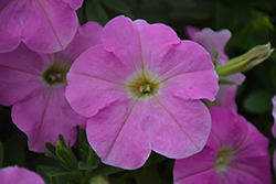 Tea Pink Petunia (Petunia 'Tea Pink') at Lakeshore Garden Centres