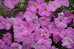 Tea Pink Petunia (Petunia 'Tea Pink') at Lakeshore Garden Centres