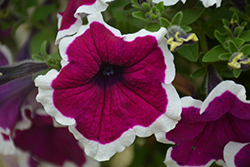 Tea Purple White Edge Petunia (Petunia 'Tea Purple White Edge') at Lakeshore Garden Centres