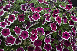 Tea Purple White Edge Petunia (Petunia 'Tea Purple White Edge') at Lakeshore Garden Centres