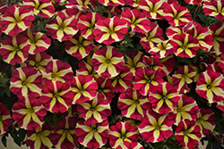 Amore Queen of Hearts Petunia (Petunia 'Amore Queen of Hearts') at Lakeshore Garden Centres