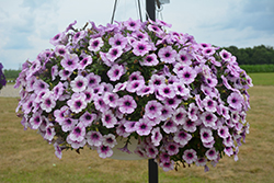Capella Purple Veins Petunia (Petunia 'Capella Purple Veins') at Lakeshore Garden Centres