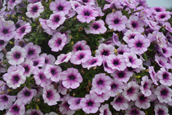 Capella Purple Veins Petunia (Petunia 'Capella Purple Veins') at Lakeshore Garden Centres