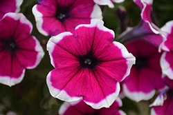 Cascadias Rim Cherry Petunia (Petunia 'Cascadias Rim Cherry') at Lakeshore Garden Centres