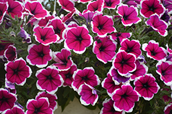 Cascadias Rim Cherry Petunia (Petunia 'Cascadias Rim Cherry') at Lakeshore Garden Centres