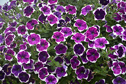 Cascadias Rim Violet Petunia (Petunia 'Cascadias Rim Violet') at Lakeshore Garden Centres