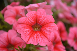 Sweetunia Coral Flash Petunia (Petunia 'Sweetunia Coral Flash') at Lakeshore Garden Centres