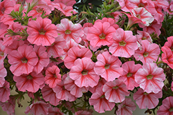 Sweetunia Coral Flash Petunia (Petunia 'Sweetunia Coral Flash') at Lakeshore Garden Centres