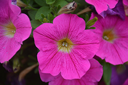 Sweetunia Hot Pink Lemonade Petunia (Petunia 'Sweetunia Hot Pink Lemonade') at Lakeshore Garden Centres
