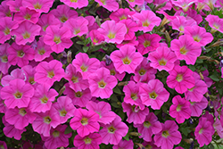 Sweetunia Hot Pink Lemonade Petunia (Petunia 'Sweetunia Hot Pink Lemonade') at Lakeshore Garden Centres