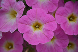 Sweetunia Pink Lemonade Petunia (Petunia 'Sweetunia Pink Lemonade') at Lakeshore Garden Centres
