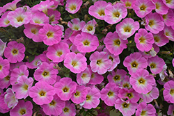 Sweetunia Pink Lemonade Petunia (Petunia 'Sweetunia Pink Lemonade') at Lakeshore Garden Centres
