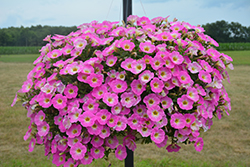 Sweetunia Pink Lemonade Petunia (Petunia 'Sweetunia Pink Lemonade') at Lakeshore Garden Centres