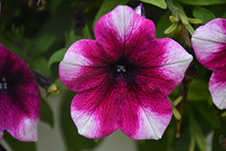 Sweetunia Purple Touch Petunia (Petunia 'Sweetunia Purple Touch') at Lakeshore Garden Centres