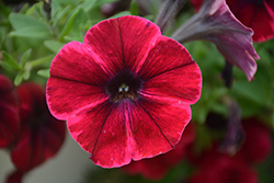 Sweetunia Suzie Storm Petunia (Petunia 'Sweetunia Suzie Storm') at Lakeshore Garden Centres