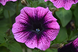 Veranda Dark Heart Petunia (Petunia 'Veranda Dark Heart') at Lakeshore Garden Centres